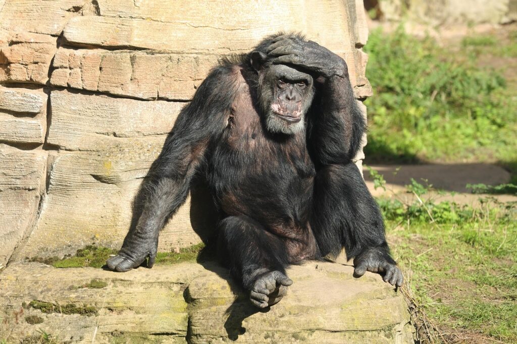 monkey, primate, gorilla, animal, headache, nature, zoo, hanover, mammal, wildlife