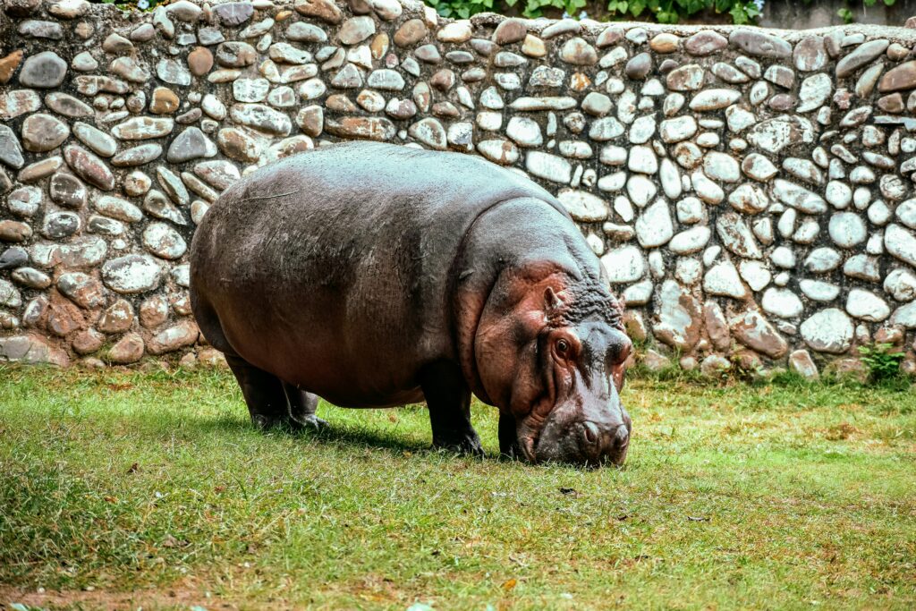 A hippopotamus standing on grass in a zoo enclosure with a stone wall backdrop.